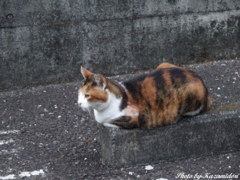 散歩道のミケ子