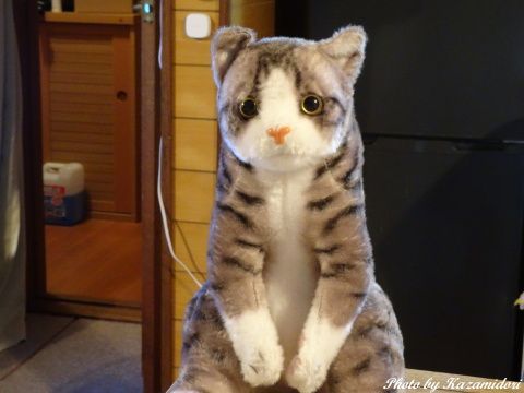 猫のぬいぐるみ
