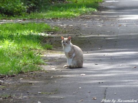 別荘地のネコ