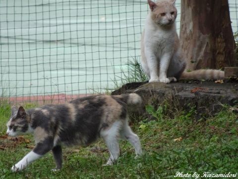 別荘地のネコ