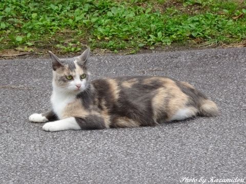 別荘地のネコ
