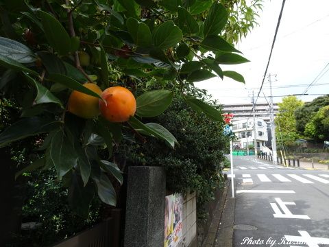 散歩道の柿